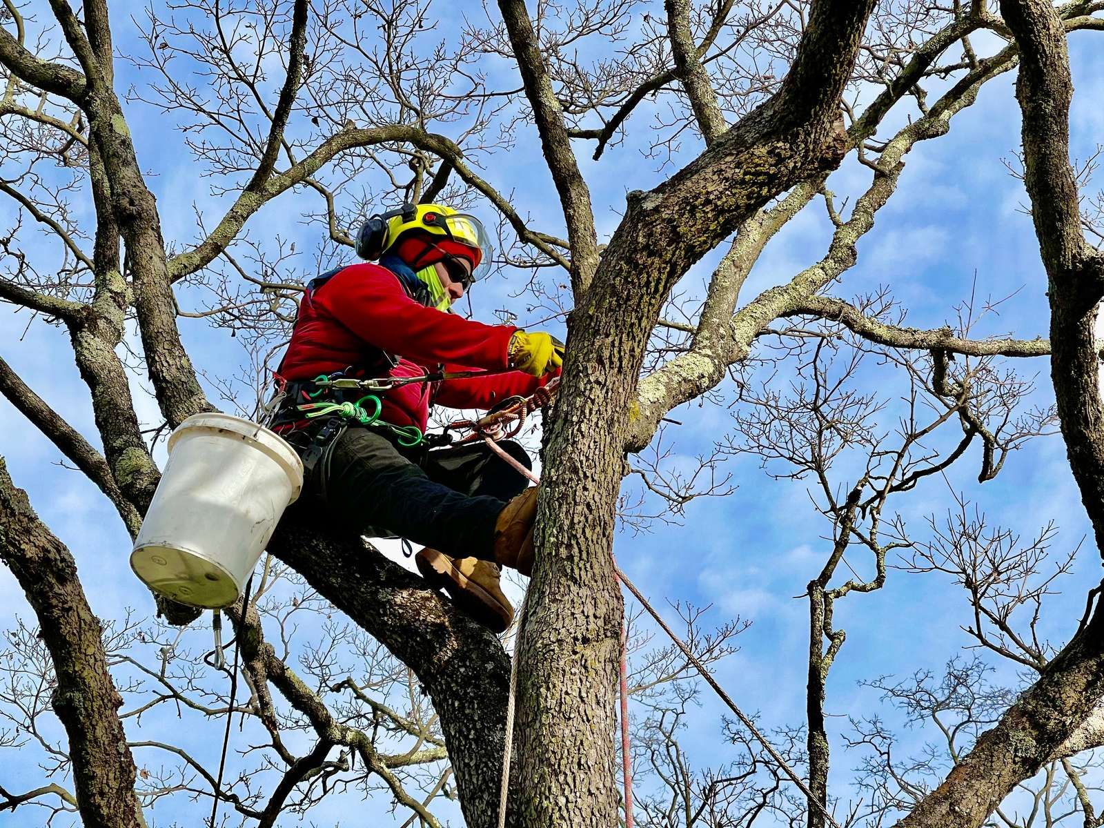 tree pruning and maintenance techniques for plant care