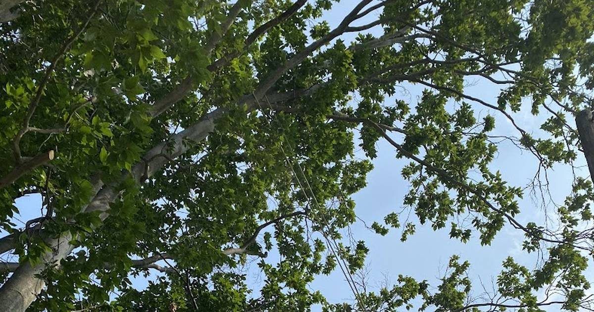 How Far You Can Legally Prune Your Neighbor's Encroaching Branches in Northern Virginia