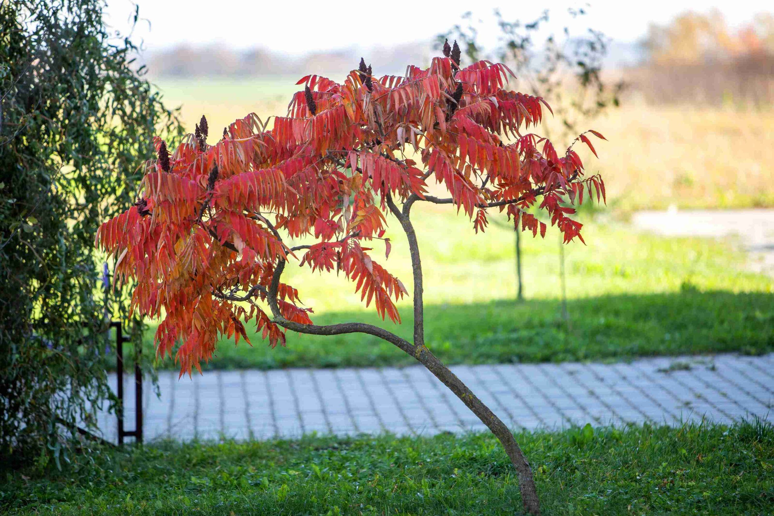 how do i get rid of sumac trees