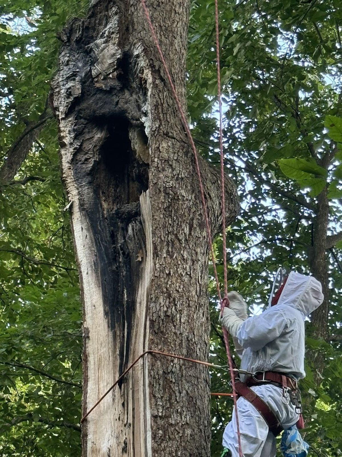 tree cabling on damaged tree with arborist in white suit
