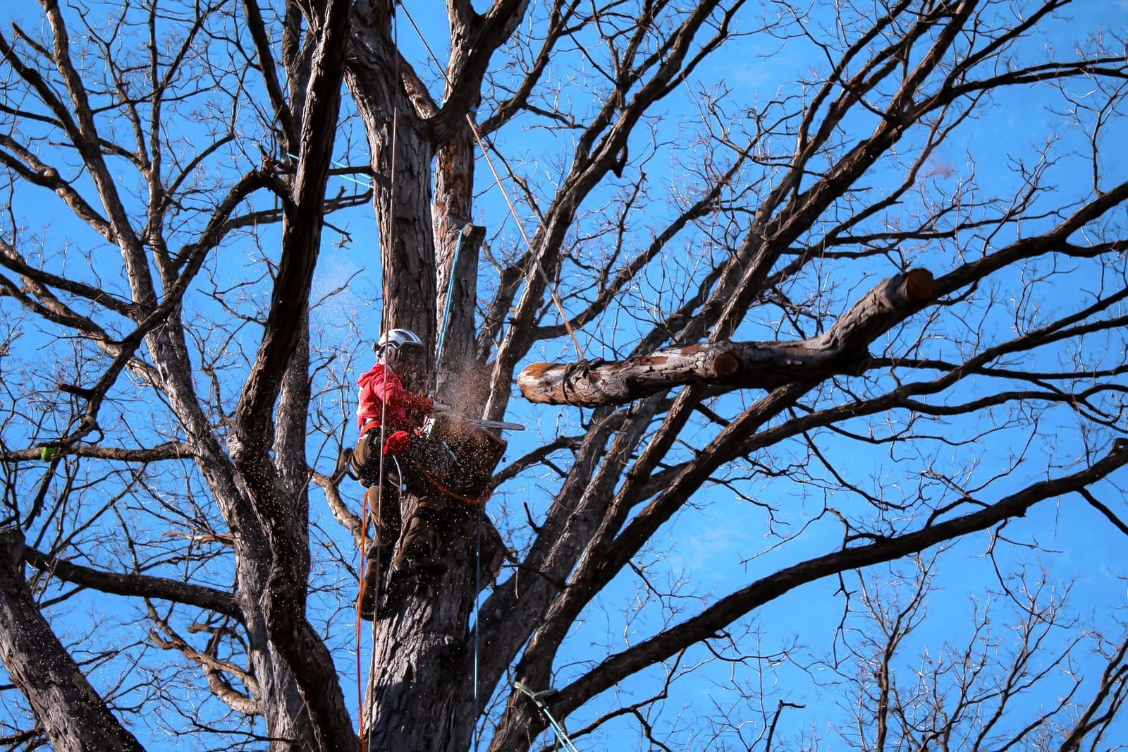 ISA Certified Arborist inspecting a mature tree trunk to decide between saving or removing it