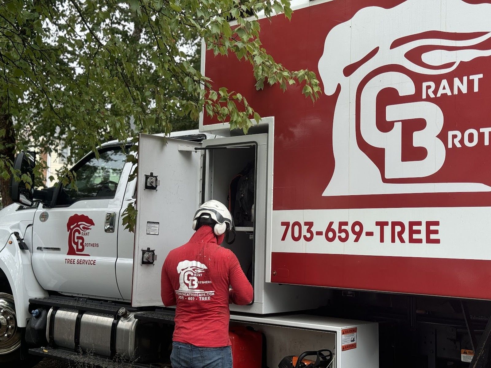 Certified arborist inspecting a dying oak with visible crown dieback and fungal shelf brackets on a Vienna, VA property