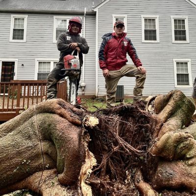 best stump grinding in reston va hero
