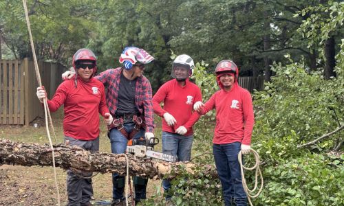 best land clearing in annandale va hero