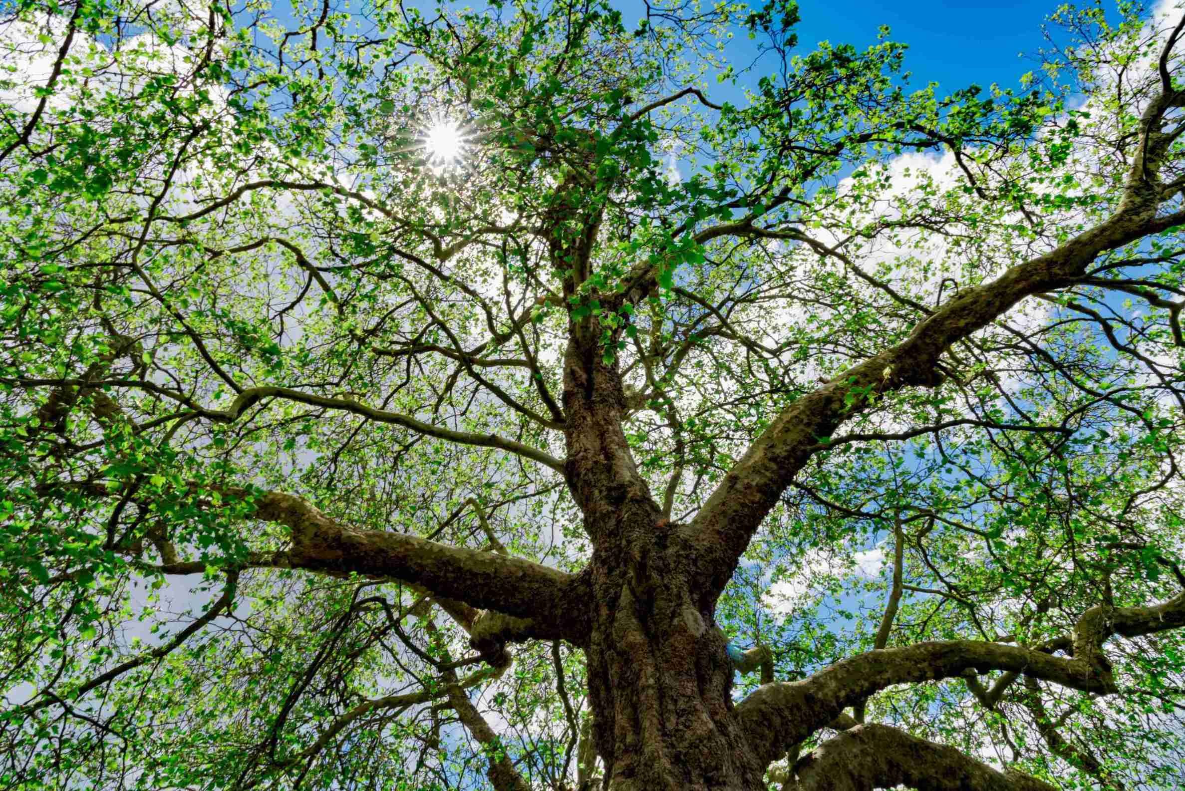 what trees do spotted lanternflies attack