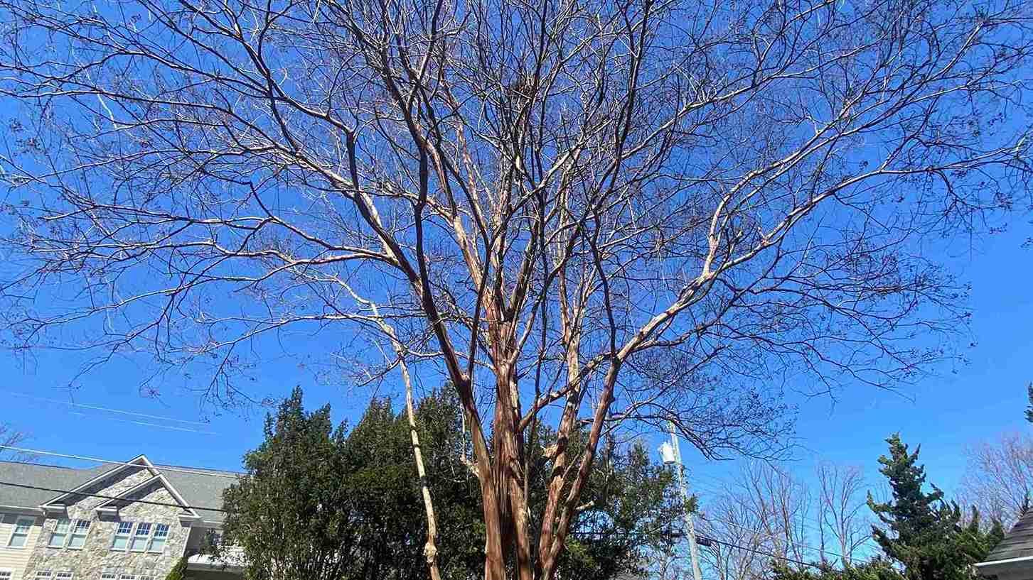 crepe myrtle is too tall