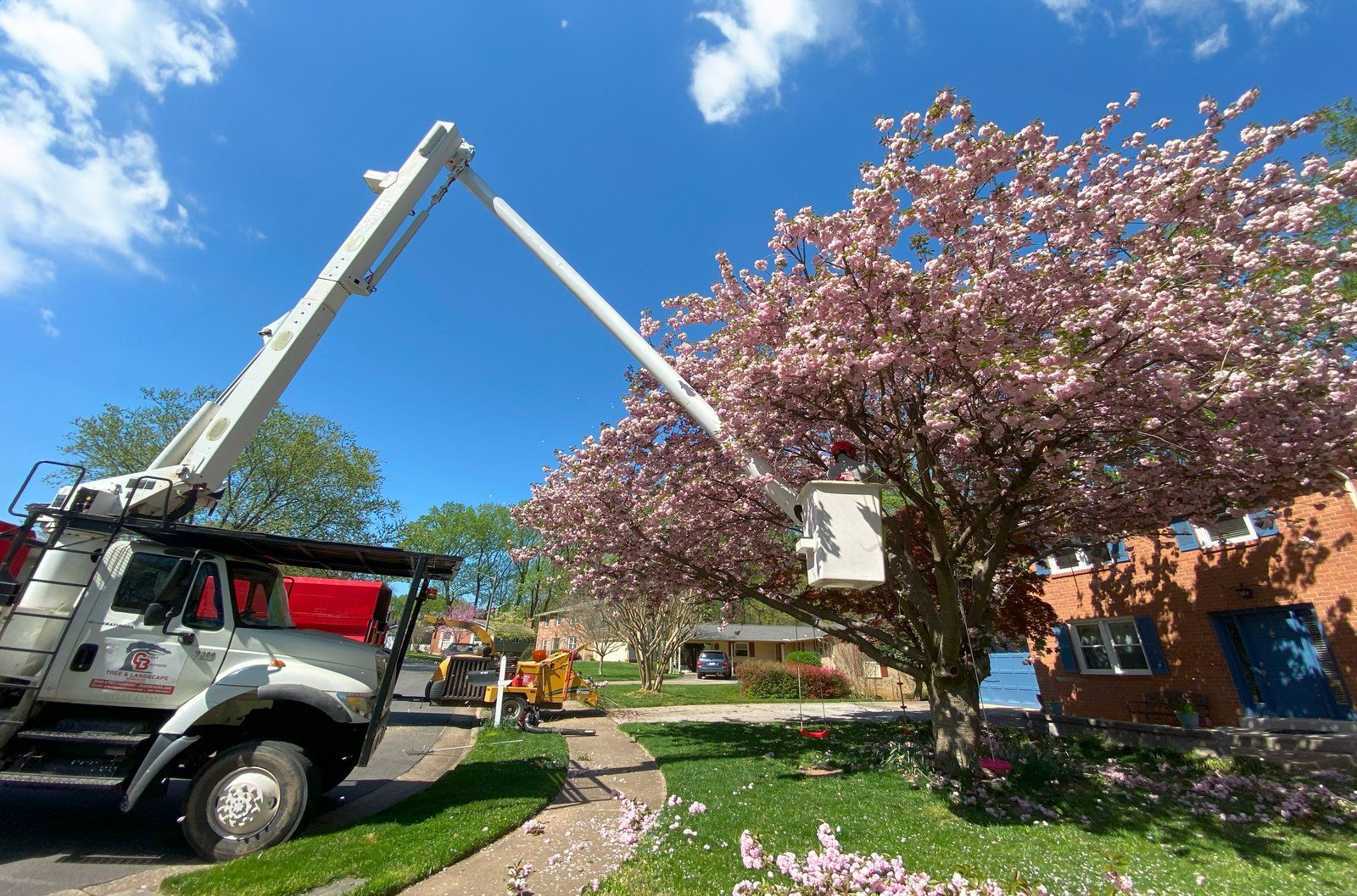 Arborist trimming tree branches overhanging a property line in Northern Virginia