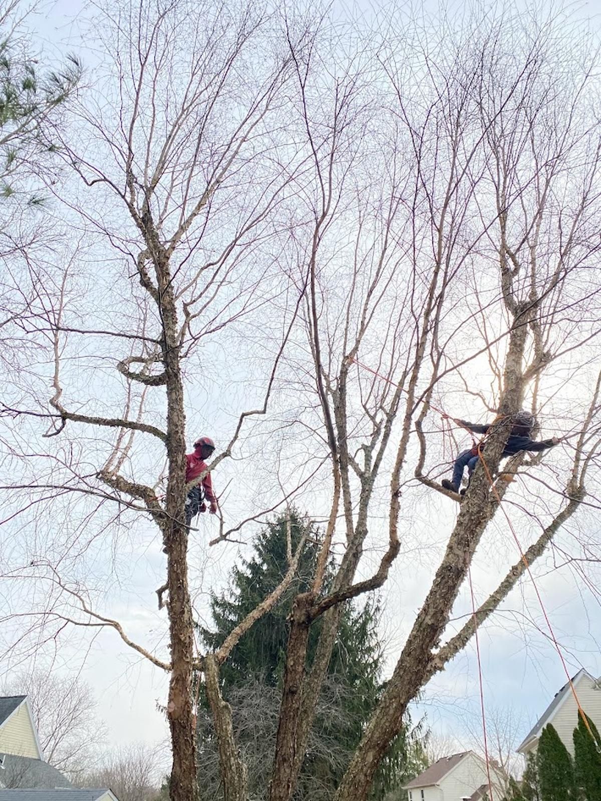 workers pruning trees in winter time houses in background