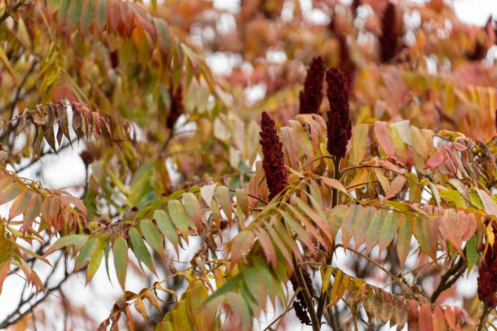 best time to kill sumac