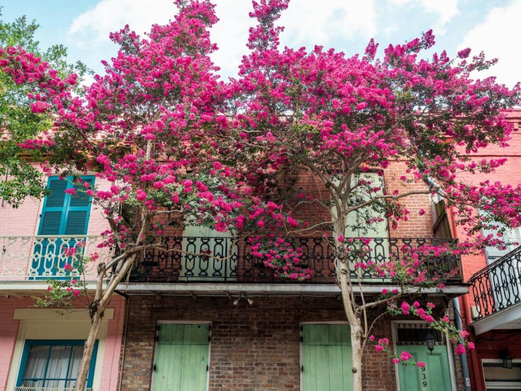 do crepe myrtles need to be pruned every year