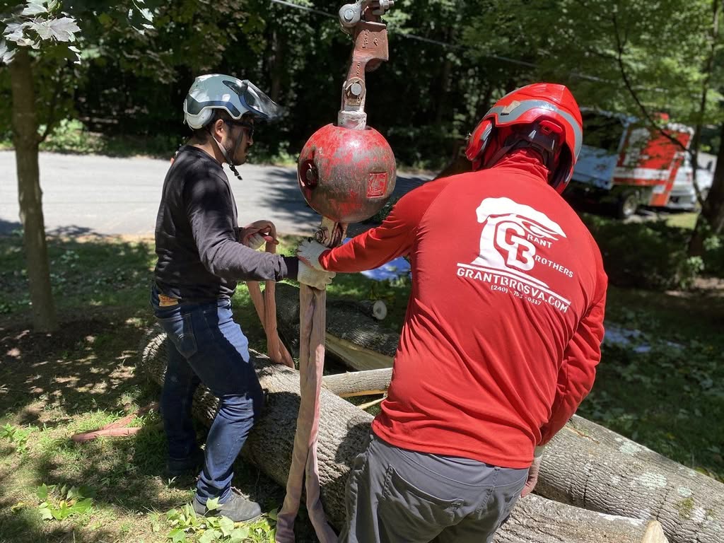 how to repair a split tree trunk