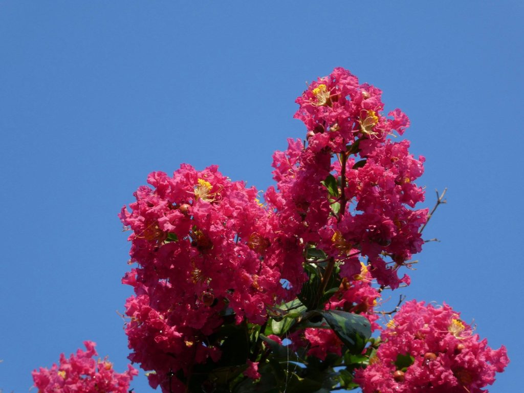 not pruning crepe myrtles