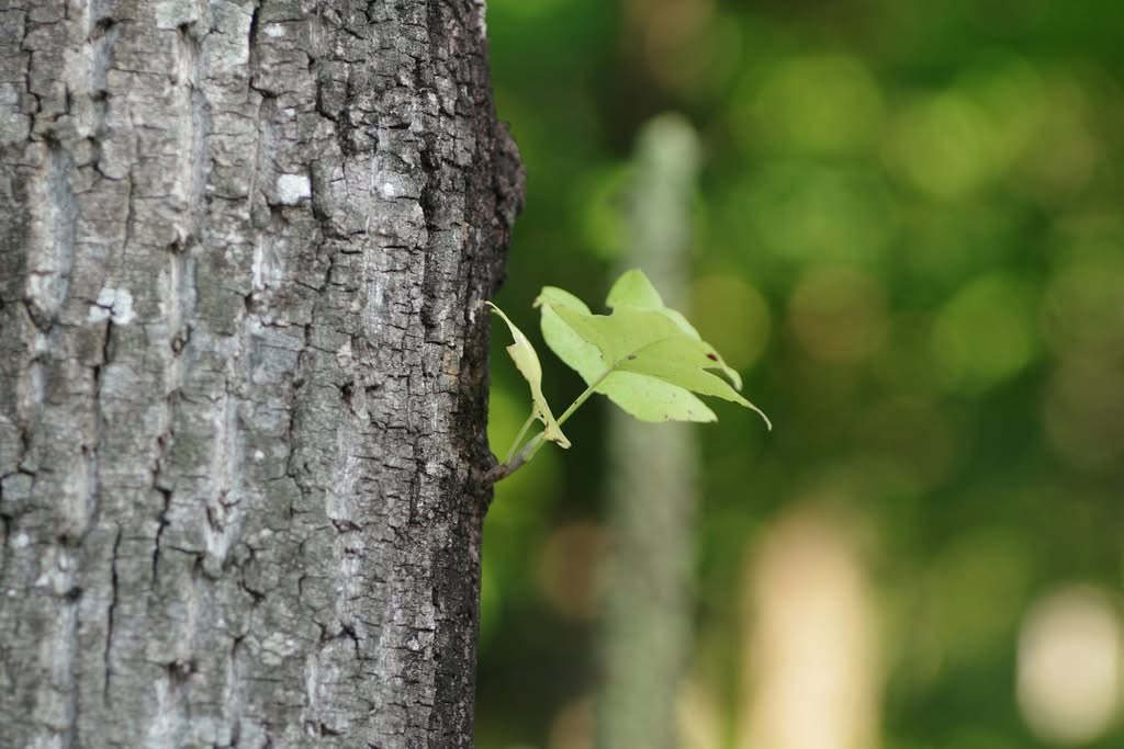 should you remove leaves on a tree trunk