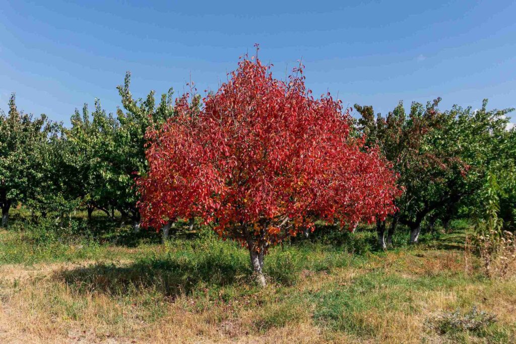 why is my maple tree bark splitting