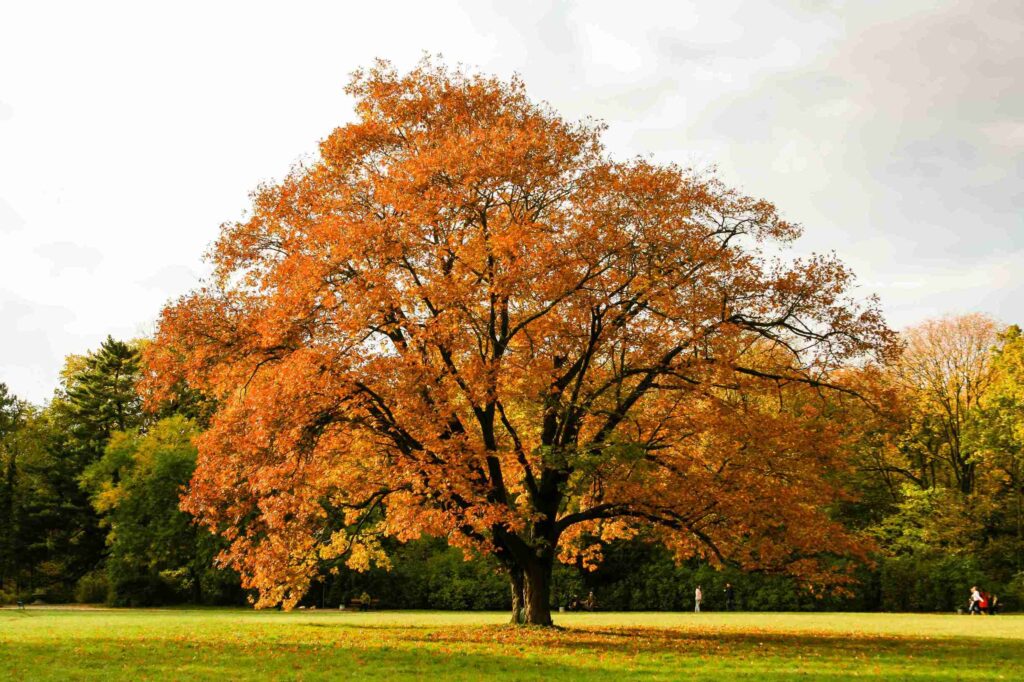 how to protect trees from spotted lantern flies